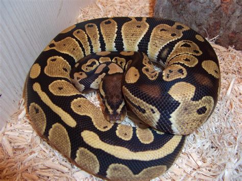 bql python.